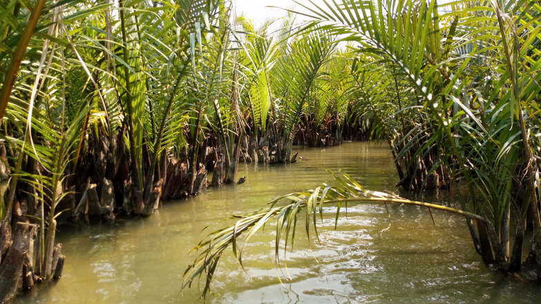 Overview of Bay Mau Coconut Forest